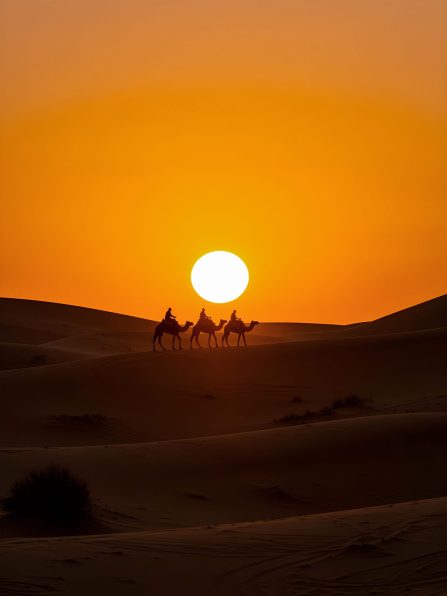 camels-sunset-desert (2)